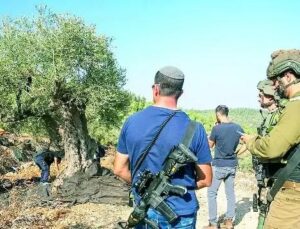 İşgal Güçlerinin Zeytin Ağaçlarına Yönelik Saldırıları Artıyor