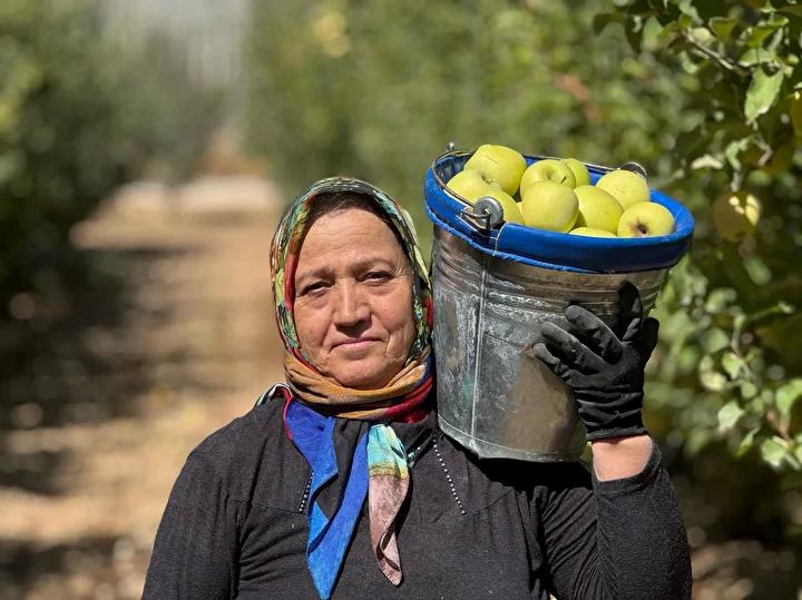 Isparta'da Elma Hasadı Coşkusuyla Başladı: Geçmiş ve Gelecek Birlikte Elma Meyvesini Topluyor