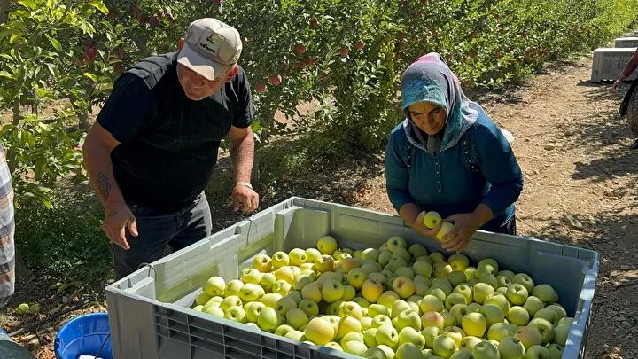 Isparta'da Elma Hasadı Coşkusuyla Başladı: Geçmiş ve Gelecek Birlikte Elma Meyvesini Topluyor