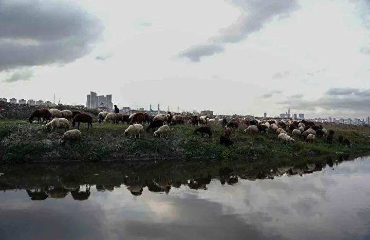 İstanbul Avcılar’da Dere Kirliliği ve Çevresel Tehditler