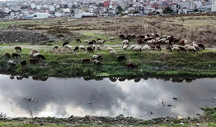 İstanbul Avcılar’da Dere Kirliliği ve Çevresel Tehditler