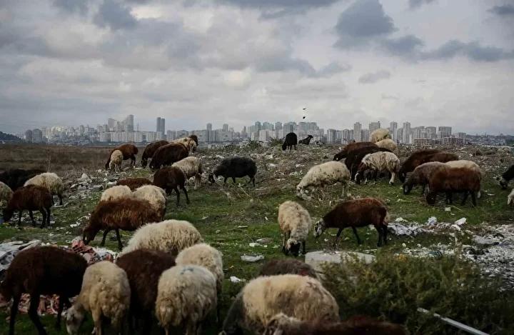İstanbul Avcılar’da Dere Kirliliği ve Çevresel Tehditler