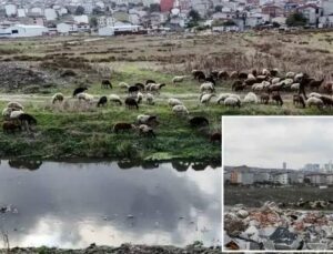 İstanbul Avcılar’da Dere Kirliliği ve Çevresel Tehditler