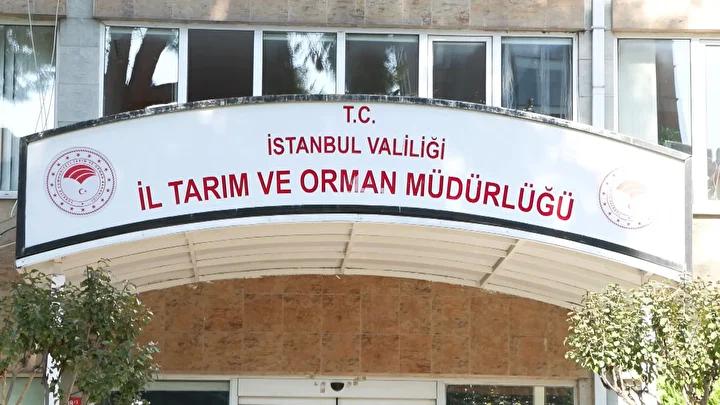 İstanbul’da Kahverengi Kokarca ile Etkili Mücadele Stratejileri