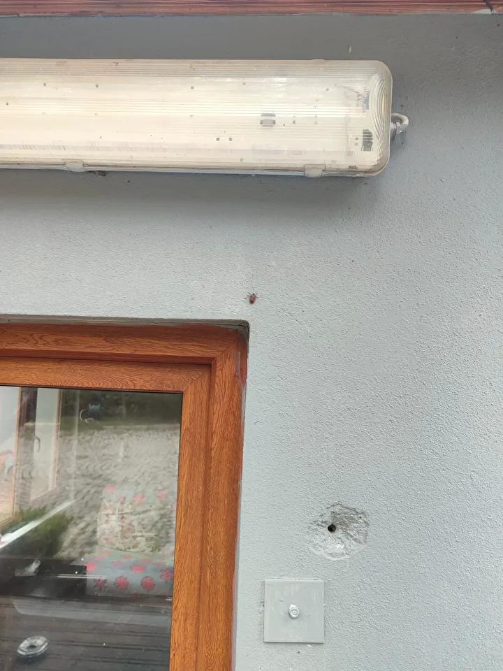 İstanbul’da Kahverengi Kokarca ile Etkili Mücadele Stratejileri