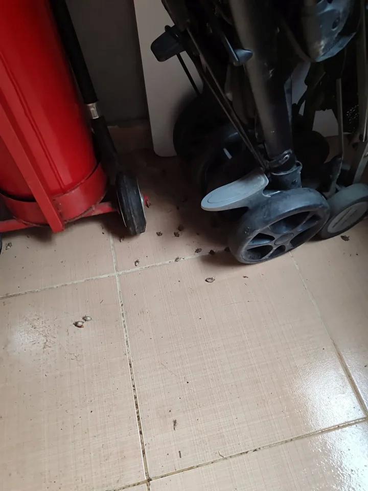 İstanbul’da Kahverengi Kokarca ile Etkili Mücadele Stratejileri