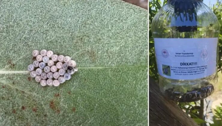 İstanbul’da Kahverengi Kokarca ile Etkili Mücadele Stratejileri