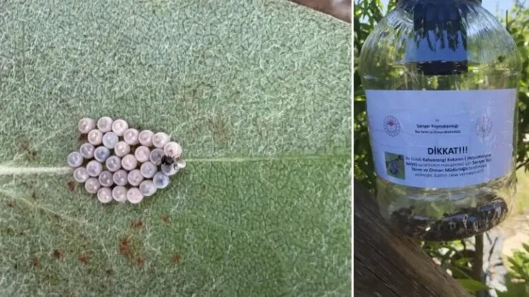 Istanbulda Kahverengi Kokarca ile Etkili Mucadele Stratejileri