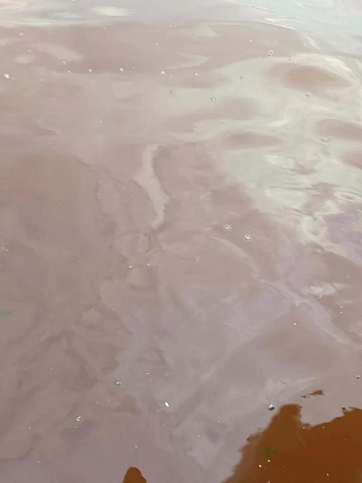 İzmir Körfezi’nde Endişe Yaratan Çevre Kirliliği ve Deniz Yaşamı Etkileri 3 İzmir Körfezi’nde Endişe Yaratan Çevre Kirliliği ve Deniz Yaşamı Etkileri