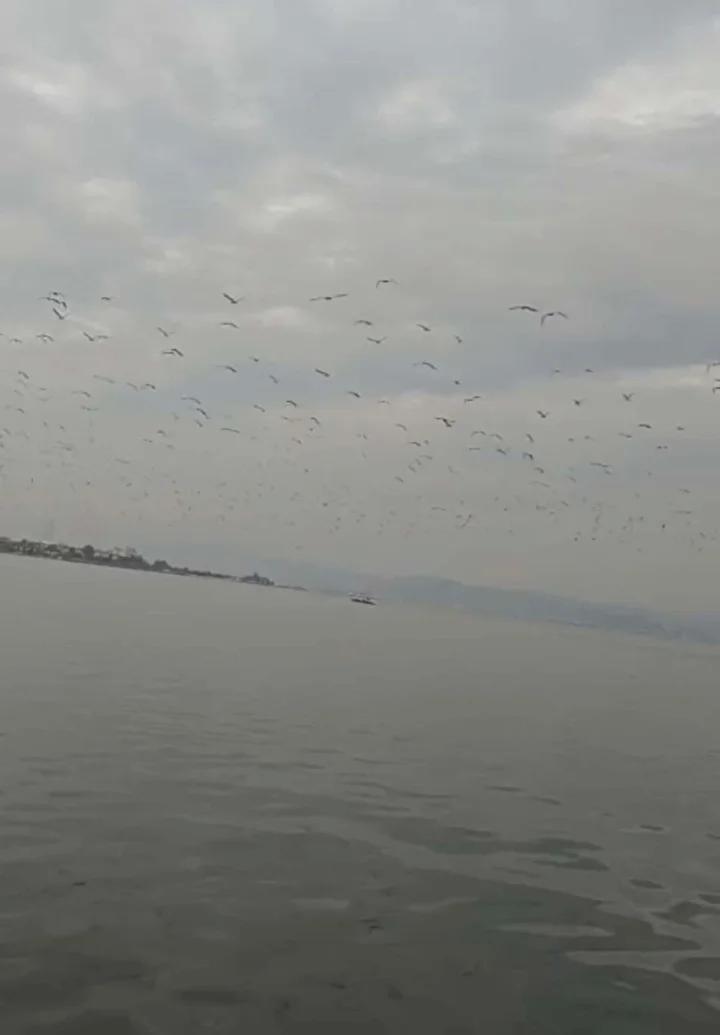 İzmir Körfezi’nde Endişe Yaratan Çevre Kirliliği ve Deniz Yaşamı Etkileri 7 İzmir Körfezi’nde Endişe Yaratan Çevre Kirliliği ve Deniz Yaşamı Etkileri