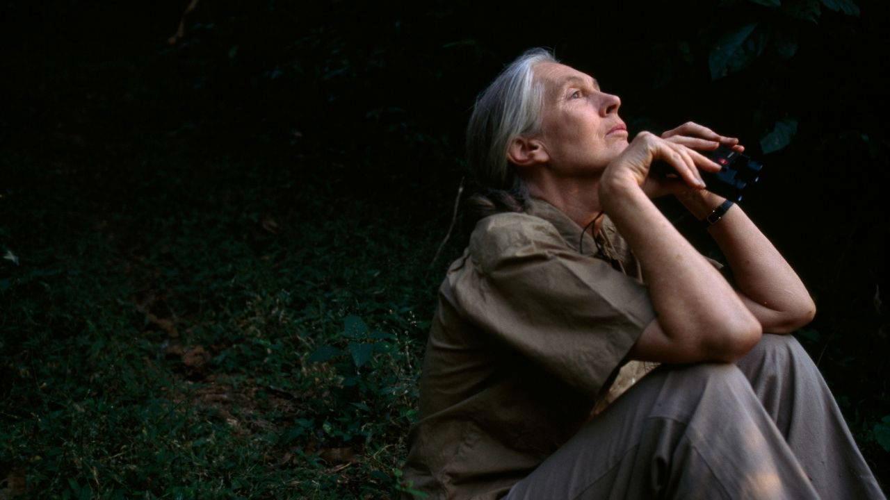 Jane Goodall'ın Hayatı ve Primat Araştırmalarıyla Dolar Giden Yolculuğu