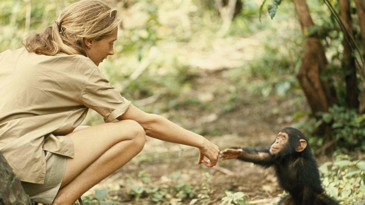 Jane Goodall'ın Hayatı ve Primat Araştırmalarıyla Dolar Giden Yolculuğu