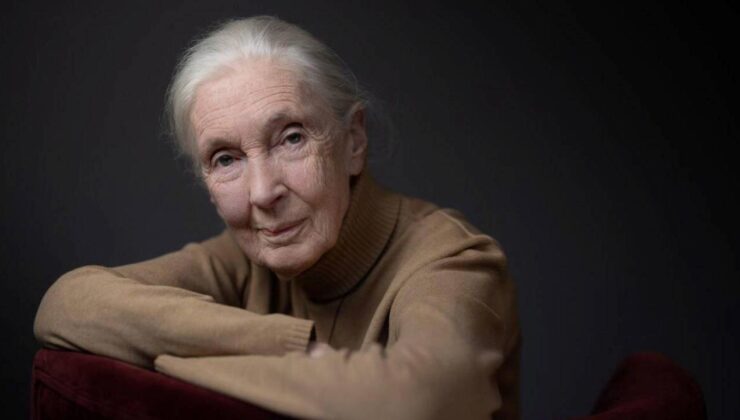 Jane Goodall’ın Hayatı ve Primat Araştırmalarıyla Dolar Giden Yolculuğu