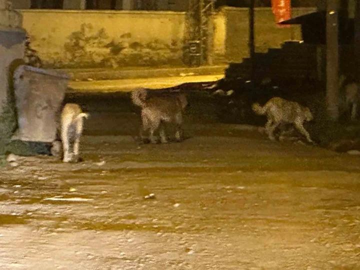 Kağızman'da Sokak Köpekleri Güvenlik Endişesi Yaratıyor