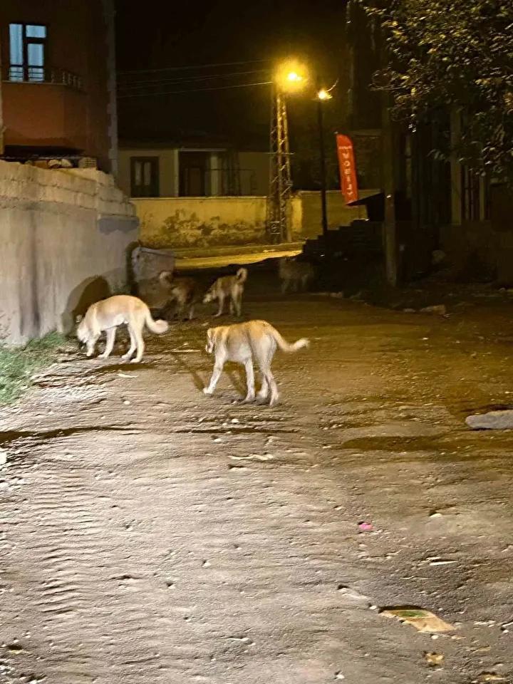 Kağızman'da Sokak Köpekleri Güvenlik Endişesi Yaratıyor