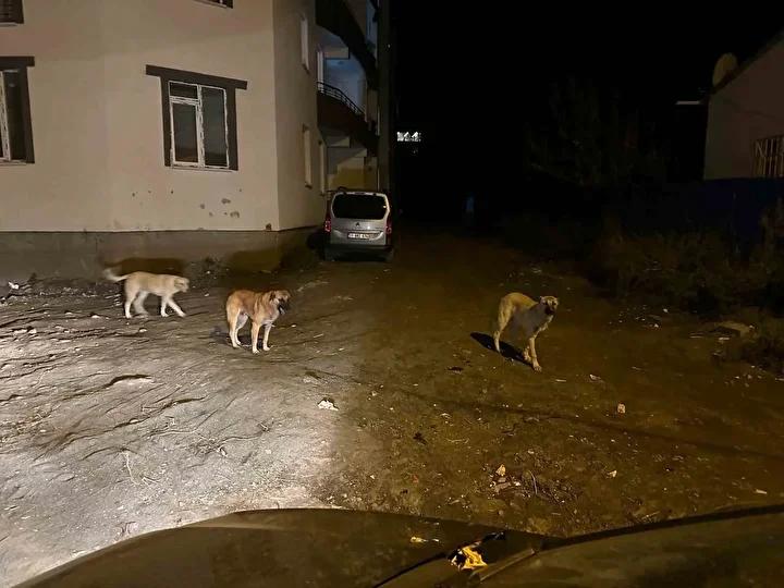 Kağızman'da Sokak Köpekleri Güvenlik Endişesi Yaratıyor