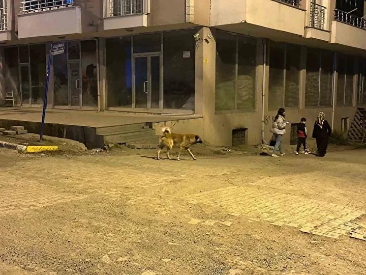 Kağızman'da Sokak Köpekleri Güvenlik Endişesi Yaratıyor