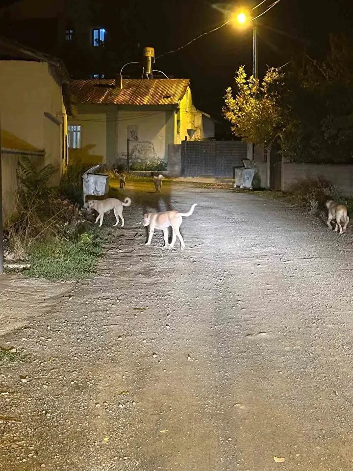 Kağızman'da Sokak Köpekleri Güvenlik Endişesi Yaratıyor