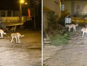 Kağızman’da Sokak Köpekleri Güvenlik Endişesi Yaratıyor