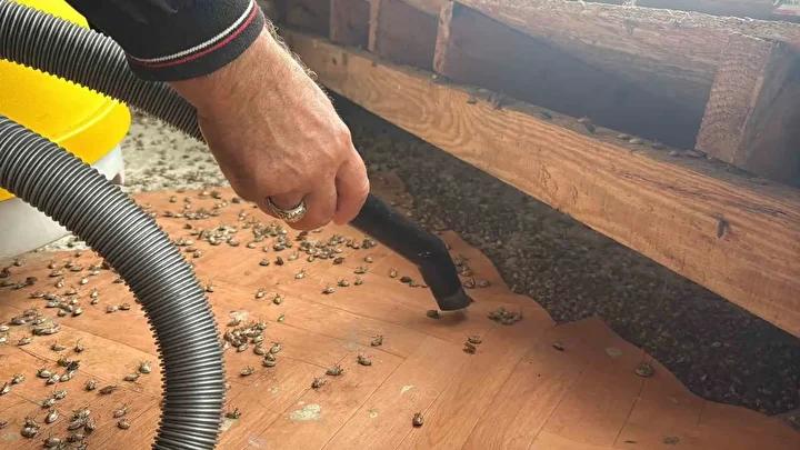 Kahverengi Kokarca Böceğinin Güncel Mücadele ve Sağlık Üzerindeki Etkileri