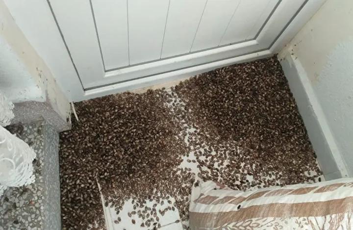 Kahverengi Kokarca Böceğinin Güncel Mücadele ve Sağlık Üzerindeki Etkileri