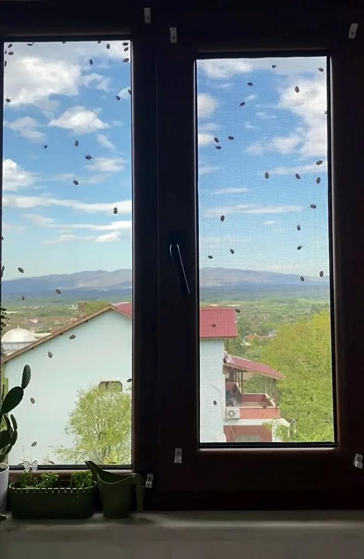 Kahverengi Kokarca Böceğinin Türkiye’de Son Vaka Artışı ve Mücadele Yöntemleri