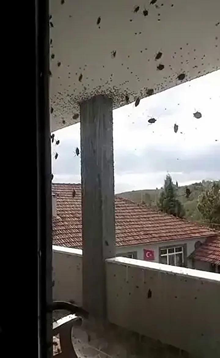 Kahverengi Kokarca Böceğinin Türkiye’de Son Vaka Artışı ve Mücadele Yöntemleri