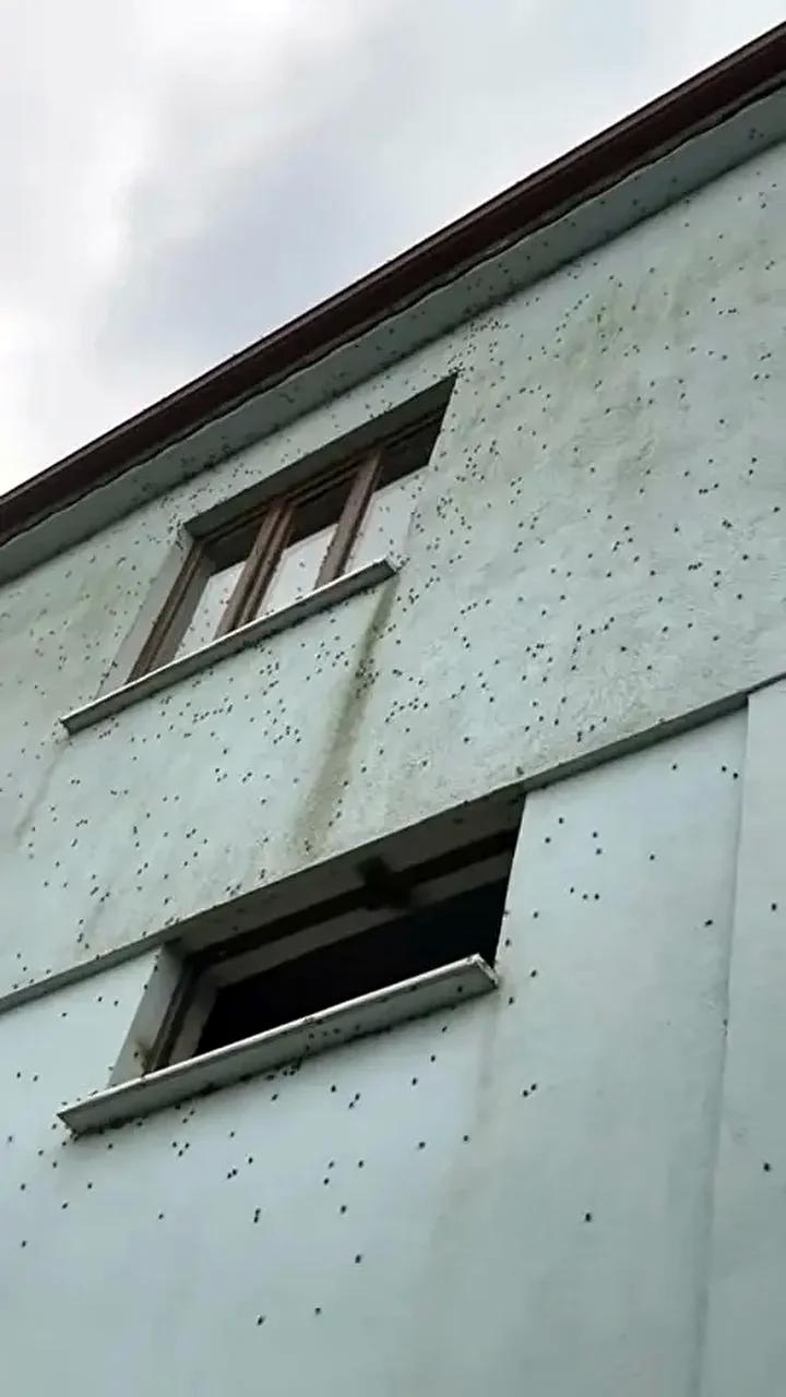 Kahverengi Kokarca Böceğinin Türkiye’de Son Vaka Artışı ve Mücadele Yöntemleri