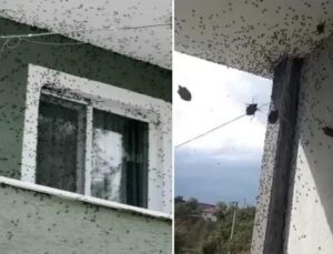 Kahverengi Kokarca Böceğinin Türkiye’de Son Vaka Artışı ve Mücadele Yöntemleri