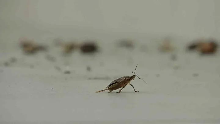 Mücadelede Güncel Durum ve Vatandaş Görüşleri