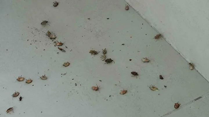 Kahverengi Kokarca Mücadelesinde Güncel Durum ve Vatandaşın Çabaları
