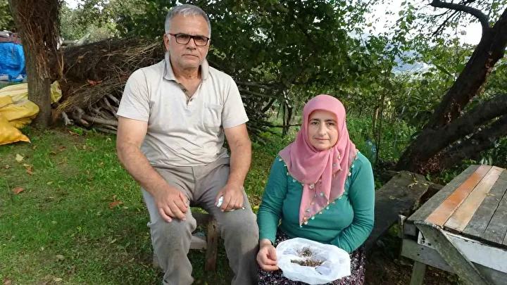 Kahverengi Kokarca Mücadelesinde Güncel Durum ve Vatandaşın Çabaları