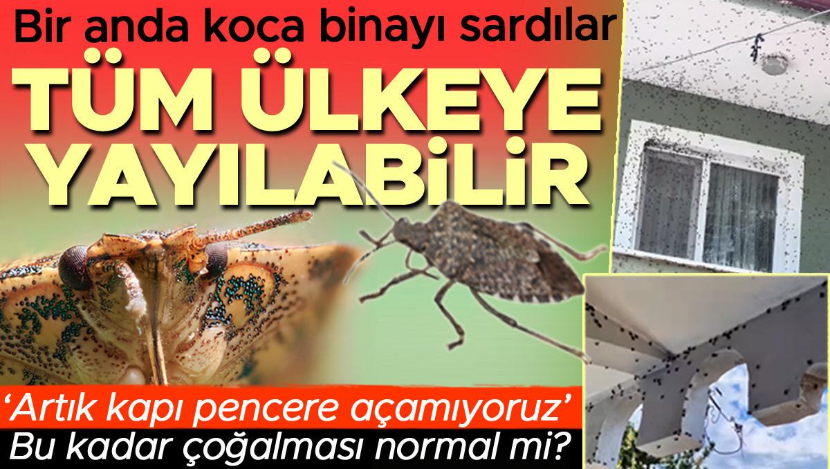 Mücadele ve Önlemler