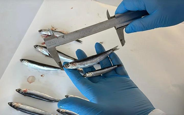 Karadeniz'de Yeni Balıkçılık Sezonu ve Hamsi Durumu Analizi 1 Sürdürülebilirlik ve Balık Yaşı