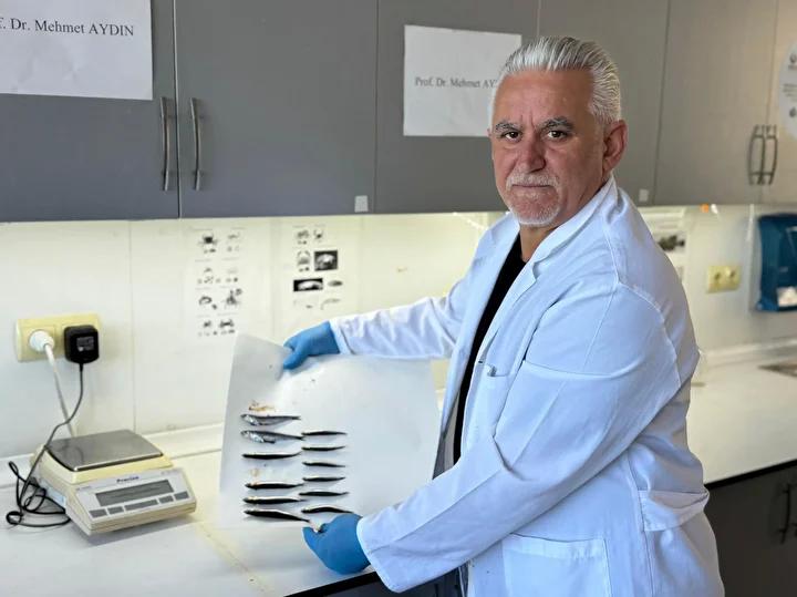 Karadeniz'de Yeni Balıkçılık Sezonu ve Hamsi Durumu Analizi 2 Hamsinin Boy ve Irilik Problemleri