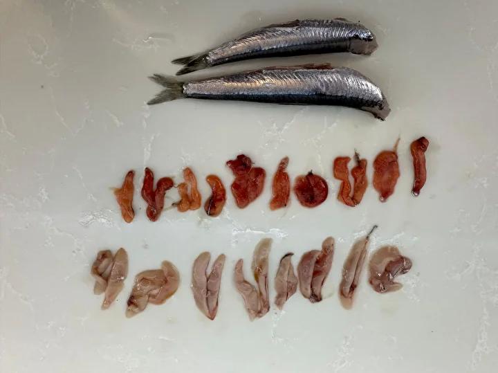 Karadeniz'de Yeni Balıkçılık Sezonu ve Hamsi Durumu Analizi 3 Deniz Suyu Sıcaklığının Üremeye Etkisi