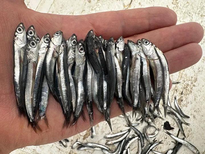 Karadeniz'de Yeni Balıkçılık Sezonu ve Hamsi Durumu Analizi 4 Karadeniz'de Yeni Balıkçılık Sezonu ve Hamsi Durumu Analizi