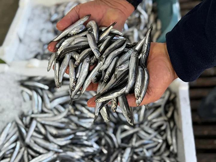 Karadeniz'de Yeni Balıkçılık Sezonu ve Hamsi Durumu Analizi 5 Karadeniz'de Yeni Balıkçılık Sezonu ve Hamsi Durumu Analizi