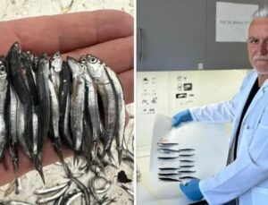 Karadeniz’de Yeni Balıkçılık Sezonu ve Hamsi Durumu Analizi