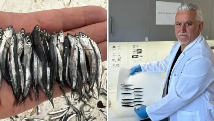 Karadeniz’de Yeni Balıkçılık Sezonu ve Hamsi Durumu Analizi