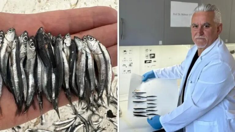 Karadeniz8217de Yeni Balikcilik Sezonu ve Hamsi Durumu Analizi