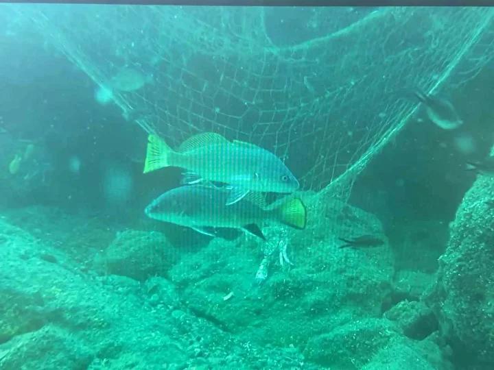 Denizlerdeki Hayalet Ağların Etkisi ve Bilimsel Çalışmalar