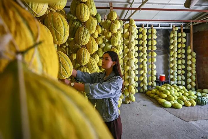 Kırkağaç'ın Lezzetli Kavun Saklama Yöntemleriyle Kışa Hazırlık 11 Kırkağaç'ın Lezzetli Kavun Saklama Yöntemleriyle Kışa Hazırlık