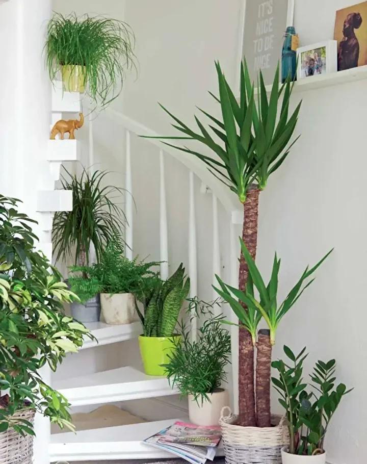 Kış Aylarında Enerji Tasarrufuna Yönelik Bitki Tavsiyeleri ve Önemi