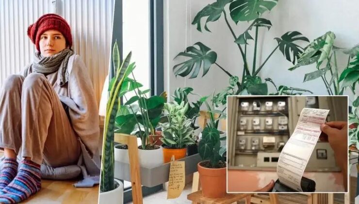 Kış Aylarında Enerji Tasarrufuna Yönelik Bitki Tavsiyeleri ve Önemi