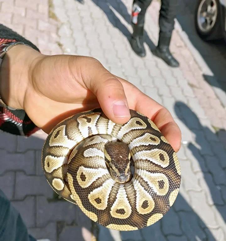 Konya'da Polis Ekipleri Şaşırtıcı Yılan Buluntusunu Ele Geçirdi