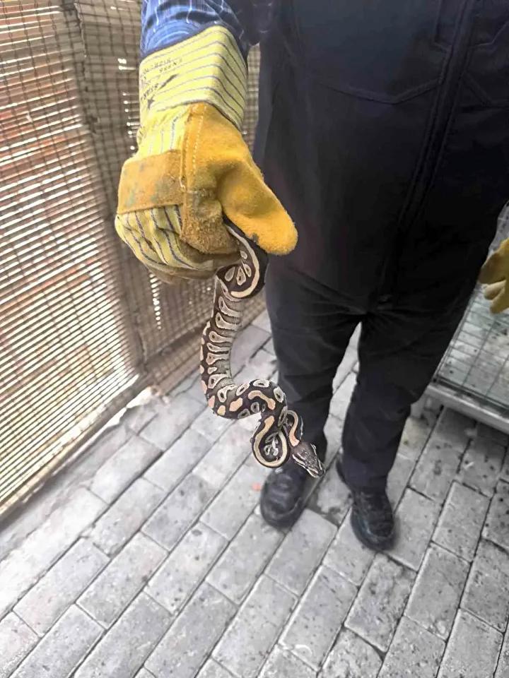 Konya'da Polis Ekipleri Şaşırtıcı Yılan Buluntusunu Ele Geçirdi