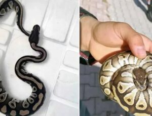 Konya’da Polis Ekipleri Şaşırtıcı Yılan Buluntusunu Ele Geçirdi