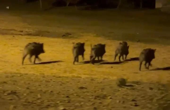 Köylerde Görülen Yaban Domuzları Kameraya Yansıdı