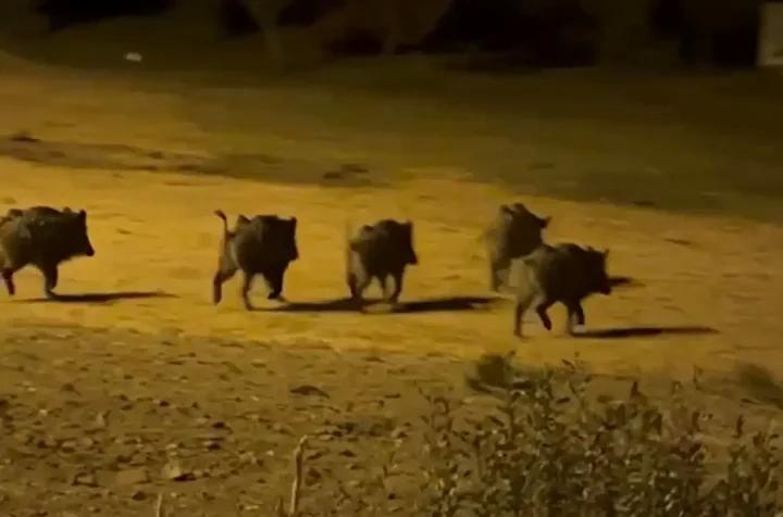 Köylerde Görülen Yaban Domuzları Kameraya Yansıdı